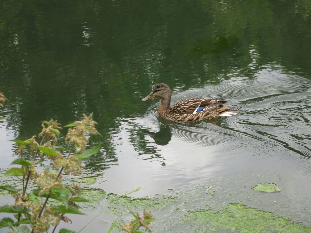 LA B&B duck on the canal
