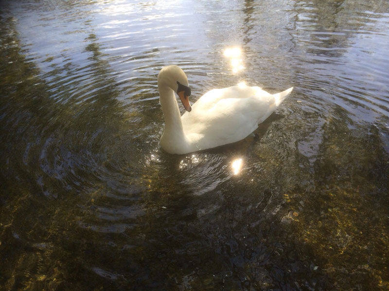 LA B&B IMAGE OF A Swan on the canal